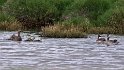 Cape Shoveler ducks