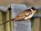 2  Great Spotted Cuckoo