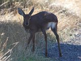 Steenbokkie4  Steenbok lam