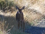 Steenbokkie5  Steenbok lam
