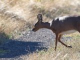 Steenbokkies6  Steenbok ooi met lam