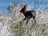 bokkie  Cape Grysbok baby : frieda