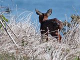 bokkie2  Kaapse Krysbok lammetjie : frieda