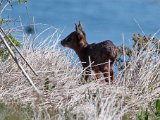 bokkie3 : frieda