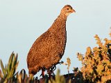 fisant  Vroegoggend kaapse fisant : frieda