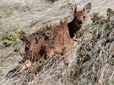 grysbokkie  Grysbok : frieda