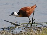 jacana1 : jan