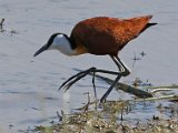 jacana2 : jan