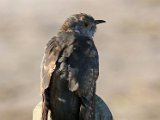 koekoek28J40  Common (European) Cuckoo
