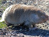 mol  Tandmol - Rodent Mole : frieda