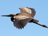 rooireier  Rooireier in vlug Purple heron in flight : jan