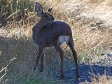 steenbokkie2  Steenbok lam