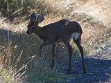 steenbokkie3  Steenbok lam