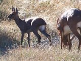 steenbokkies1  Steenbok ooi met lam
