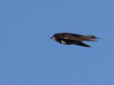 windswaeltjie  Windswaeljie in wlug - swift in flight : frieda