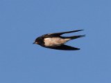 windswaeltjie2  Windswaeljie in wlug - swift in flight : frieda