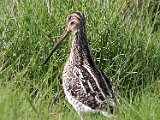 3  Afrikaanse Snippe - African Snipes