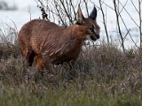 Rooikat5  Caracal hunting   Rooikat op jag