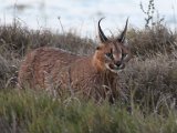 Rooikat6  Caracal hunting   Rooikat op jag