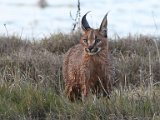 Rooikat7  Caracal hunting   Rooikat op jag