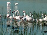 flaminke : frieda