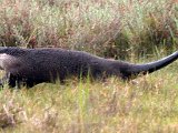 otter2 : jan