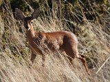 steenbokkie