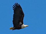 visarend1  Visarend - Fish Eagle