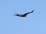 visarend299  Onvolwasse Visarend - immature Fish Eagle : frieda