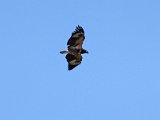 visarend544  Onvolwasse Visarend - immature Fish Eagle : frieda
