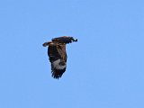 visarend545  Onvolwasse Visarend - immature Fish Eagle : frieda