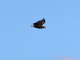 visarend550  Onvolwasse Visarend - immature Fish Eagle : frieda