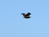 visarend558  Onvolwasse Visarend - immature Fish Eagle : frieda