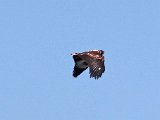 visarend562  Onvolwasse Visarend - immature Fish Eagle : frieda