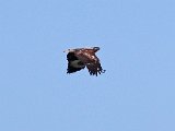 visarend563  Onvolwasse Visarend - immature Fish Eagle : frieda