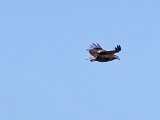 visarend565  Onvolwasse Visarend - immature Fish Eagle : frieda