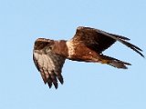 vleivalk  Vleivalk - Marsh Harrier : jan