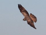 vleivalk2  Vleivalk in aksie - Mars Harrier : frieda