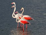 Flaminke2