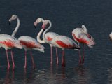 Flaminke4