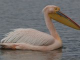 Pelikaan4