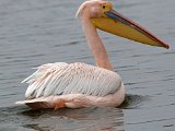 Pelikaan5  Male pelican in breeding colours