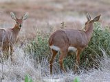 Steenbokkies