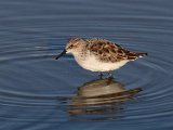 Wader