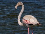 flamink1 : frieda