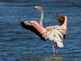 flamink2 : frieda