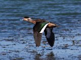 hottentot-teal2  Hottentot teal flying : frieda