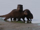muishond1  Water Mongoose -  Kommetjiegatmuishond