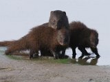 muishond2  Water Mongoose -  Kommetjiegatmuishond