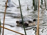 otter1  Cape Clawless otters : jan